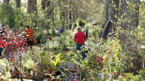 La troisième édition des Botaniques de Chaumont-sur-Loire se déroulera le week-end des 18 et 19 septembre dans l’allée des Ormeaux, ancienne allée cavalière du domaine. © Eric Sander